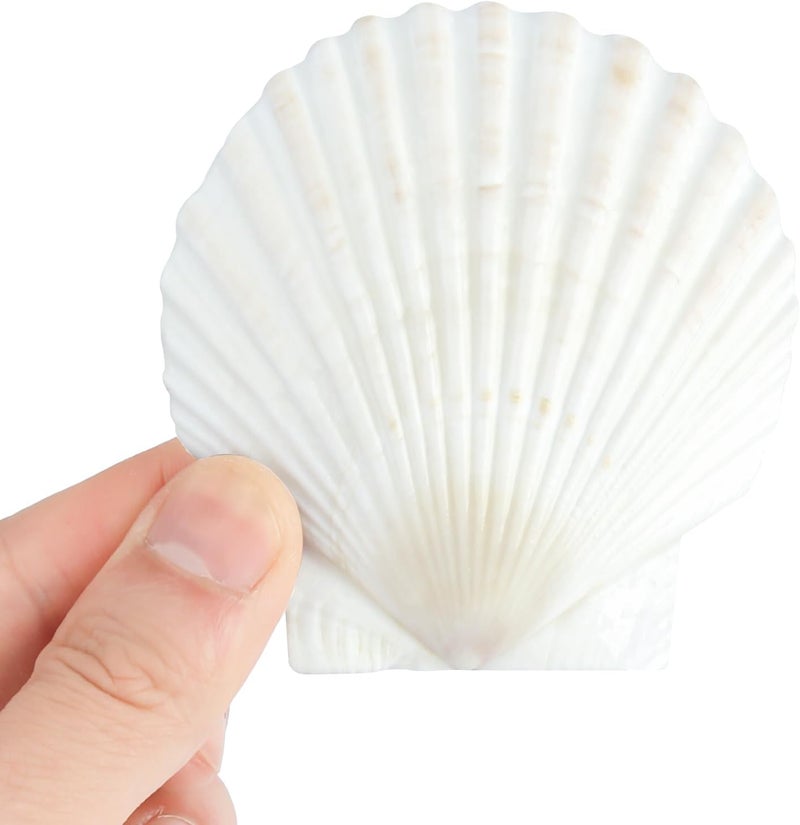 Mkobon 10 PCS Natural Scallop Shells for Crafts, 3 Inch White Seashell Decor for Home, Sea Shells for Decorating, DIY, Painting, Baking, Beach Wedding Decorations - Image 2